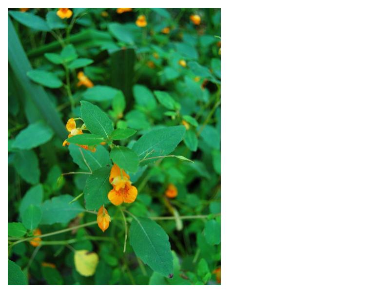 Jewel weed - Impatiens capensis (NO SHIPPING)