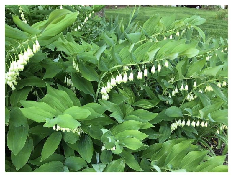 King Solomon's-seal (Polygonatum biflorum)