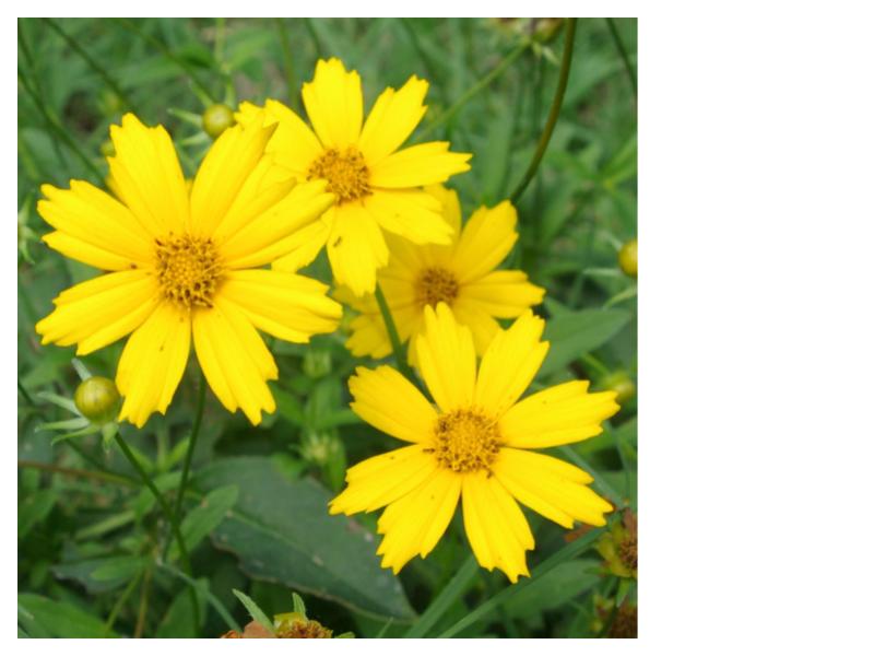 Lance-leaf Coreopsis (Coreopsis lanceolata )