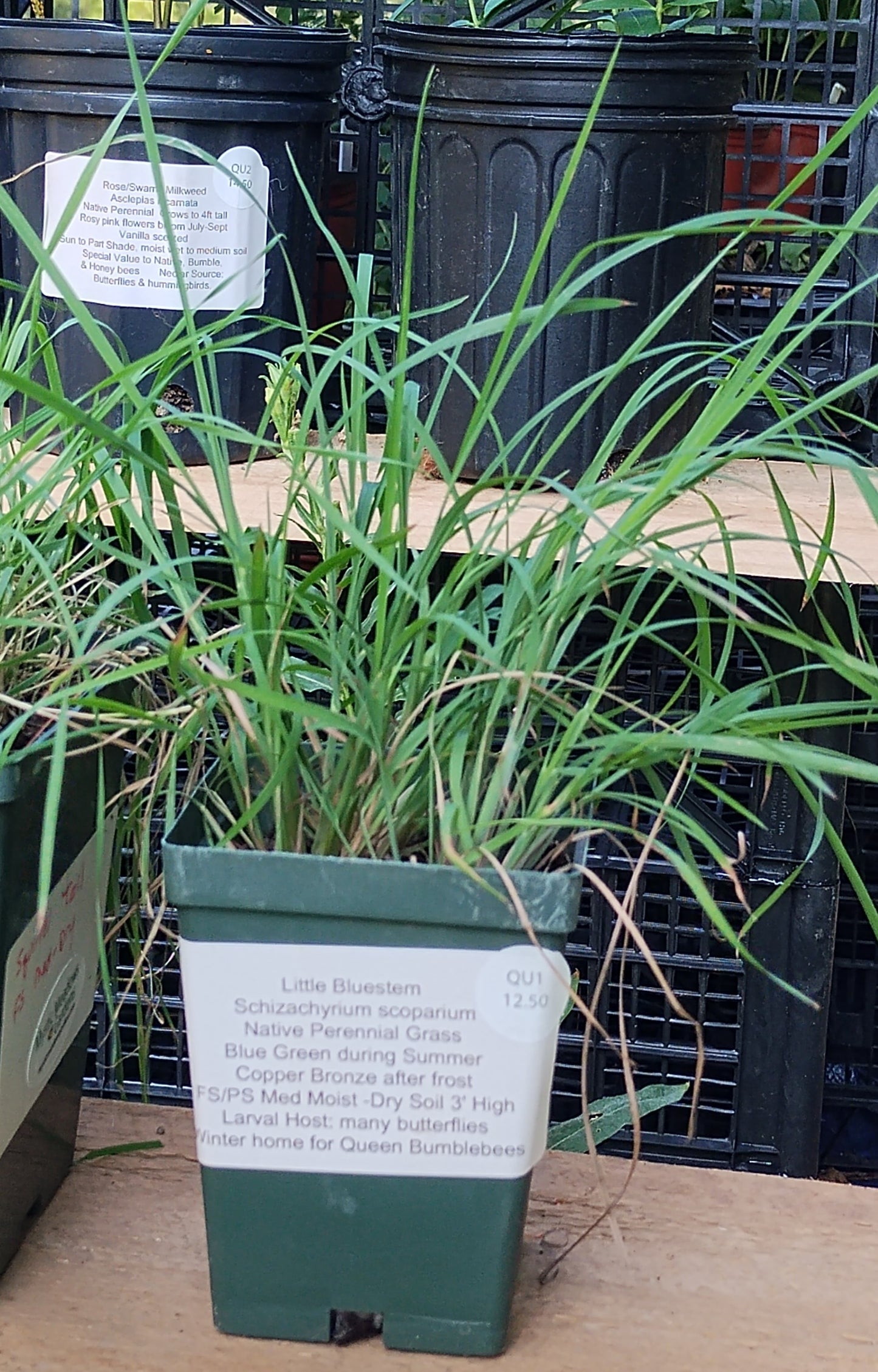 Little Bluestem- Schizachyrium scoparium