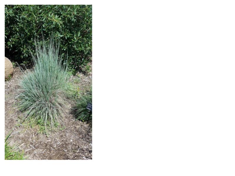 Little Bluestem- Schizachyrium scoparium