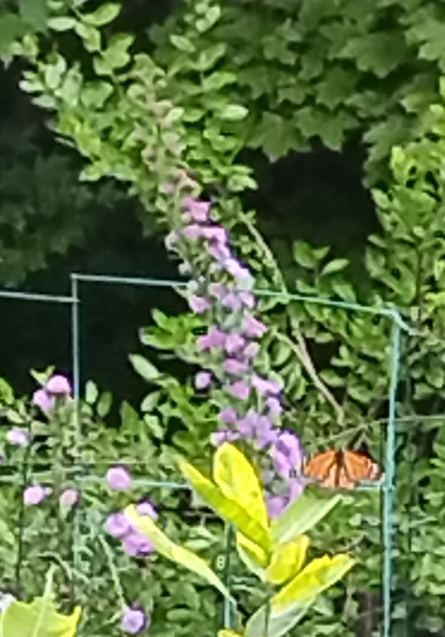 Rain Garden Kits for Pollinators 4 kits