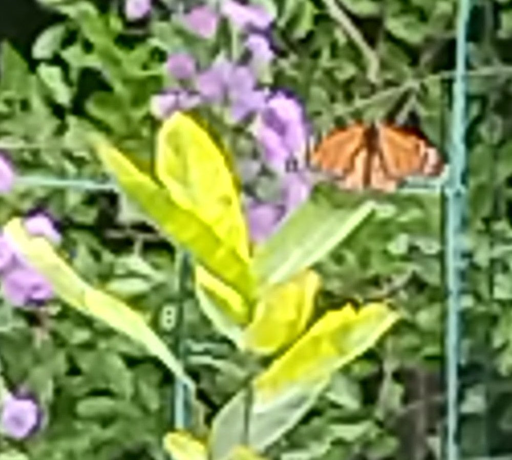 Common Milkweed -Asclepias syriaca