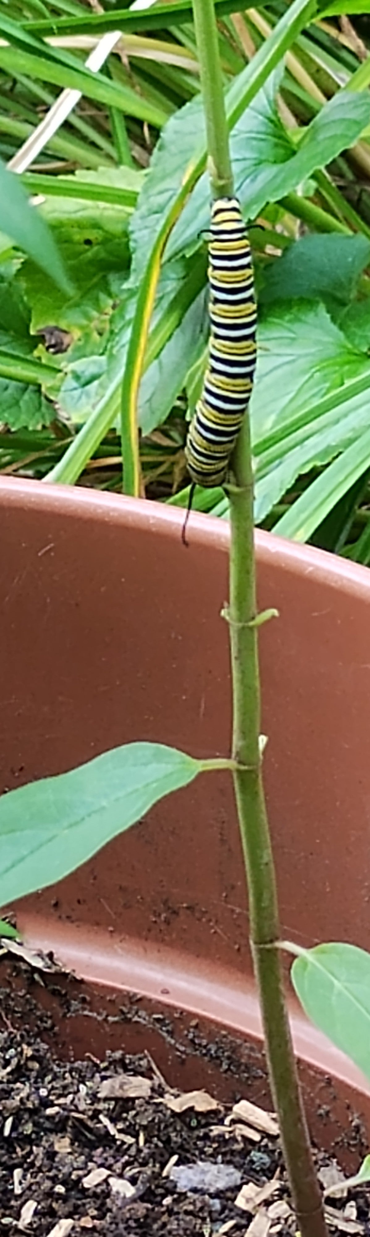 Rose/Swamp Milkweed- Asclepias incarnata