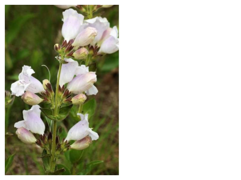 Pale Beardtongue - (Penstemon pallidus)