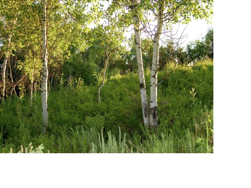 Paper Birch (Betula papyrifera) Fall 2025