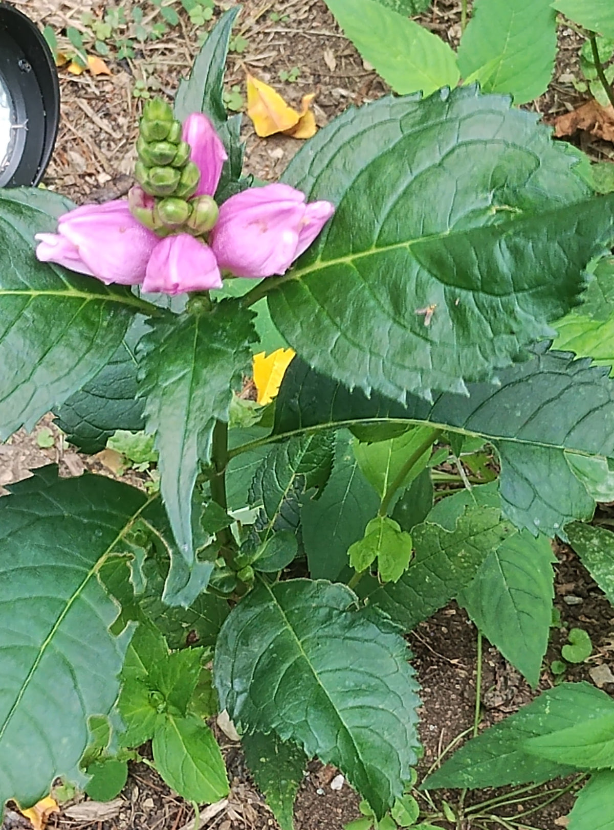 Pink Turtlehead - Chelone obliqua