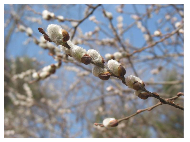 Pussy willow (Salix discolor) 2026