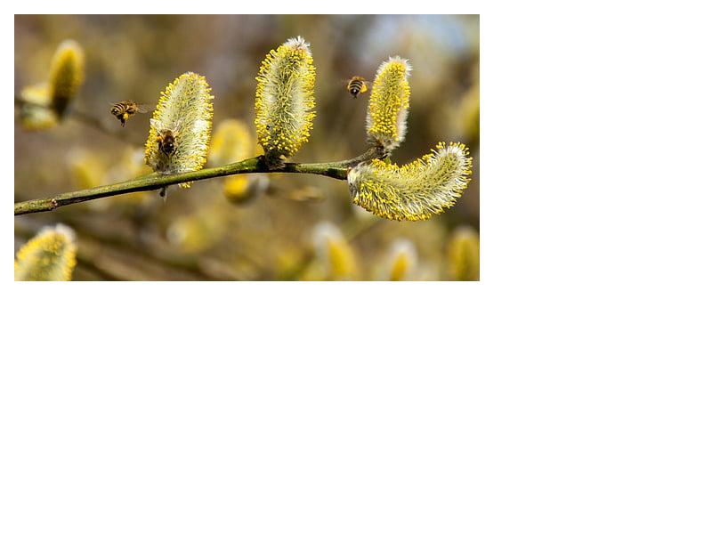 Pussy willow (Salix discolor)