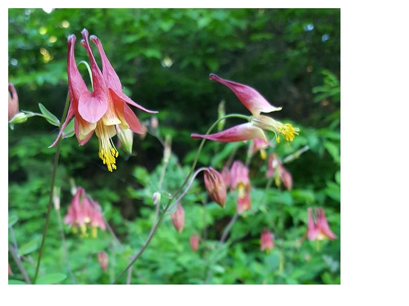 Red Columbine - Aquilegia canadensis