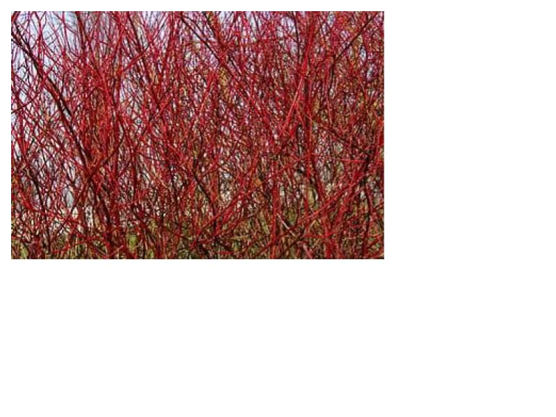 Red Osier Dogwood (Cornus stolinifera) Fall 2025