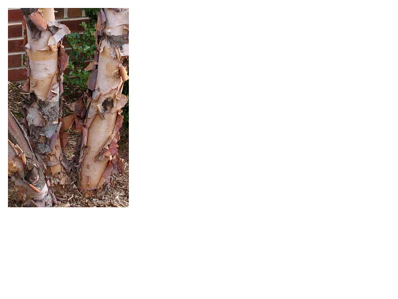 River Birch (Betula Nigra) Available Fall 2025