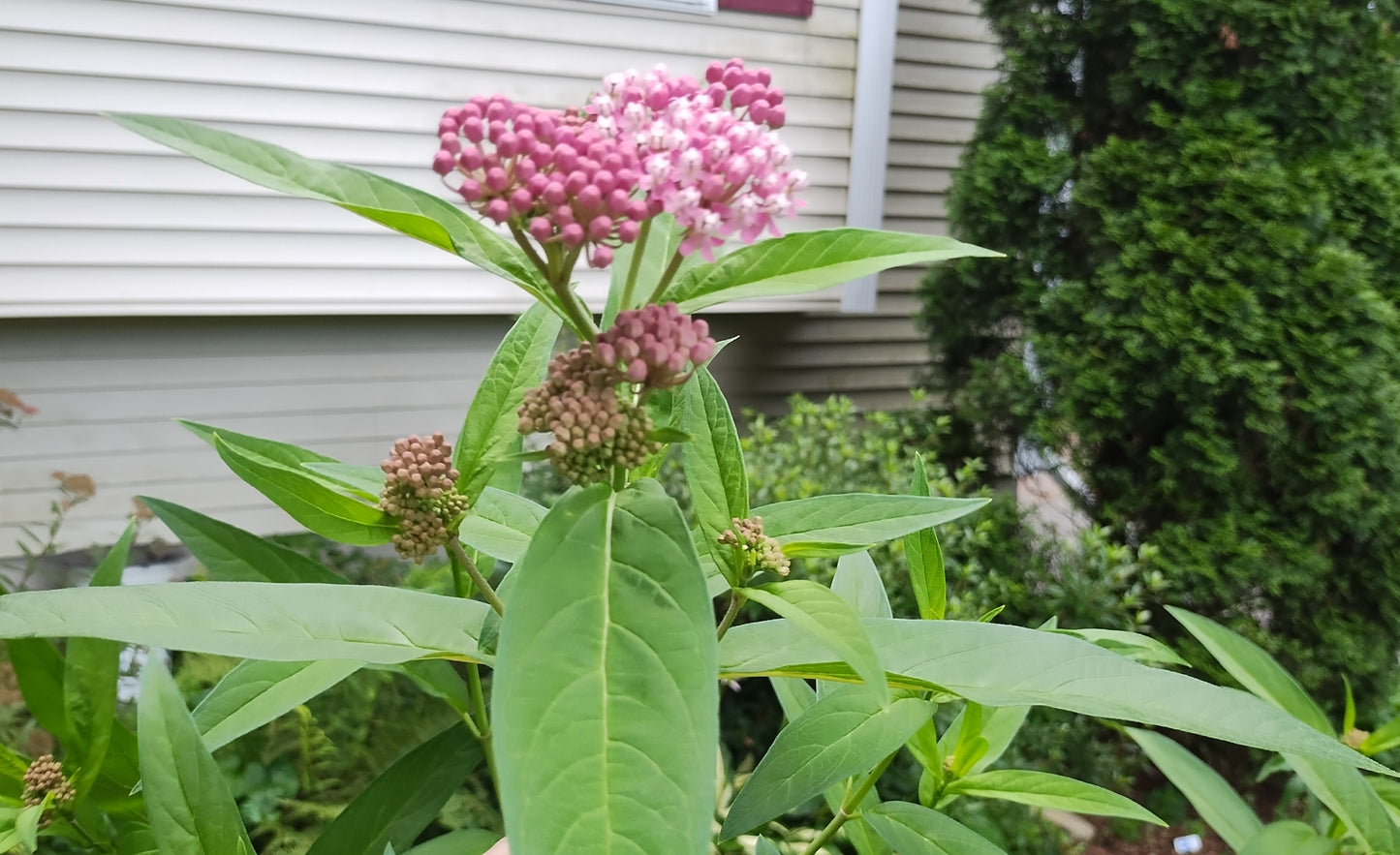Rose/Swamp Milkweed- Asclepias incarnata