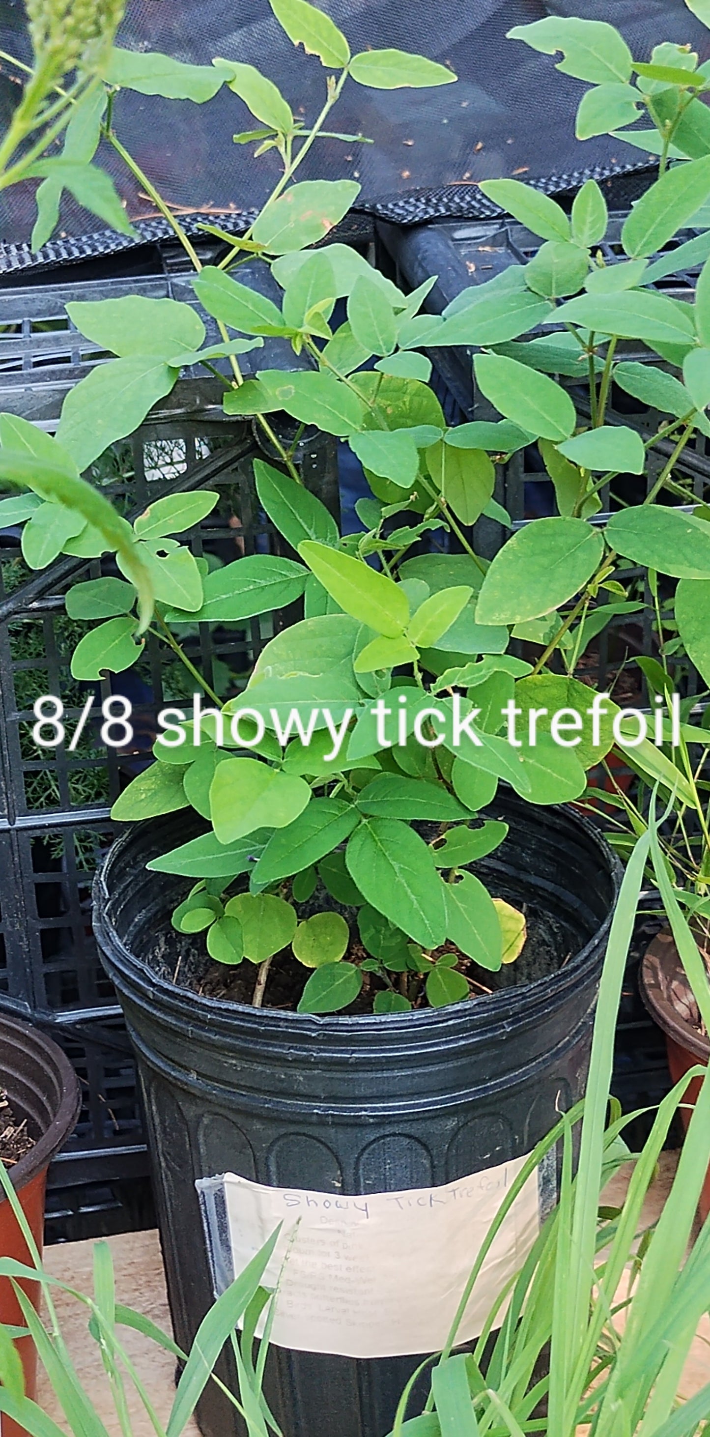 Showy Tick Trefoil (Desmodium canadense)