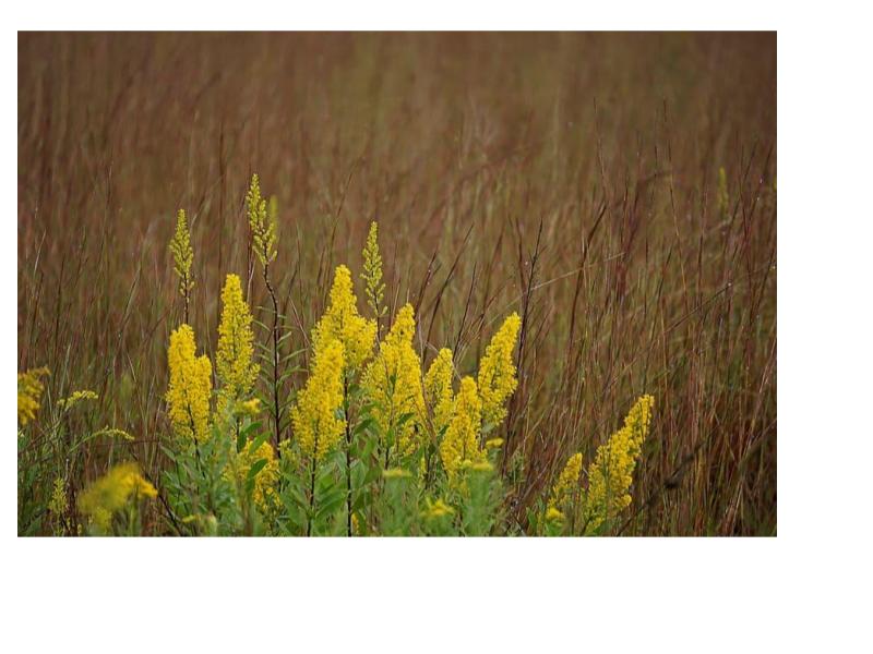 Showy Goldenrod- Solidago speciosa