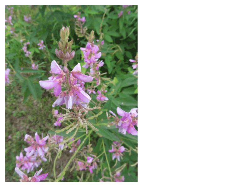 Showy Tick Trefoil (Desmodium canadense)
