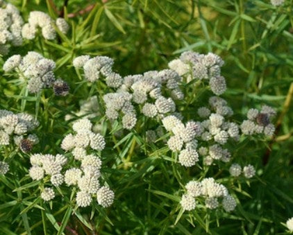 Slender Mountain Mint (Pycnanthemum tenuifolium)