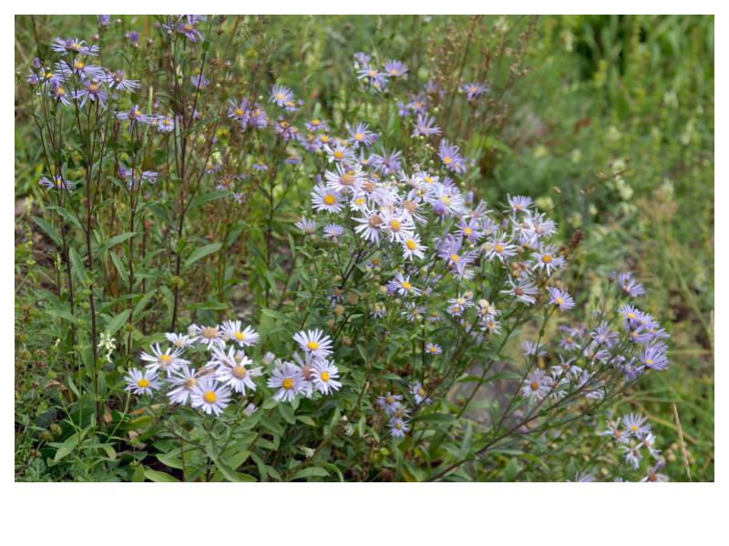 Smooth Blue Aster -Symphyotrichum laeve