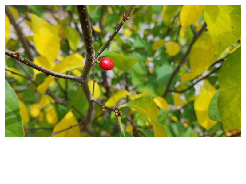 Spicebush (Lindera benzoin)
