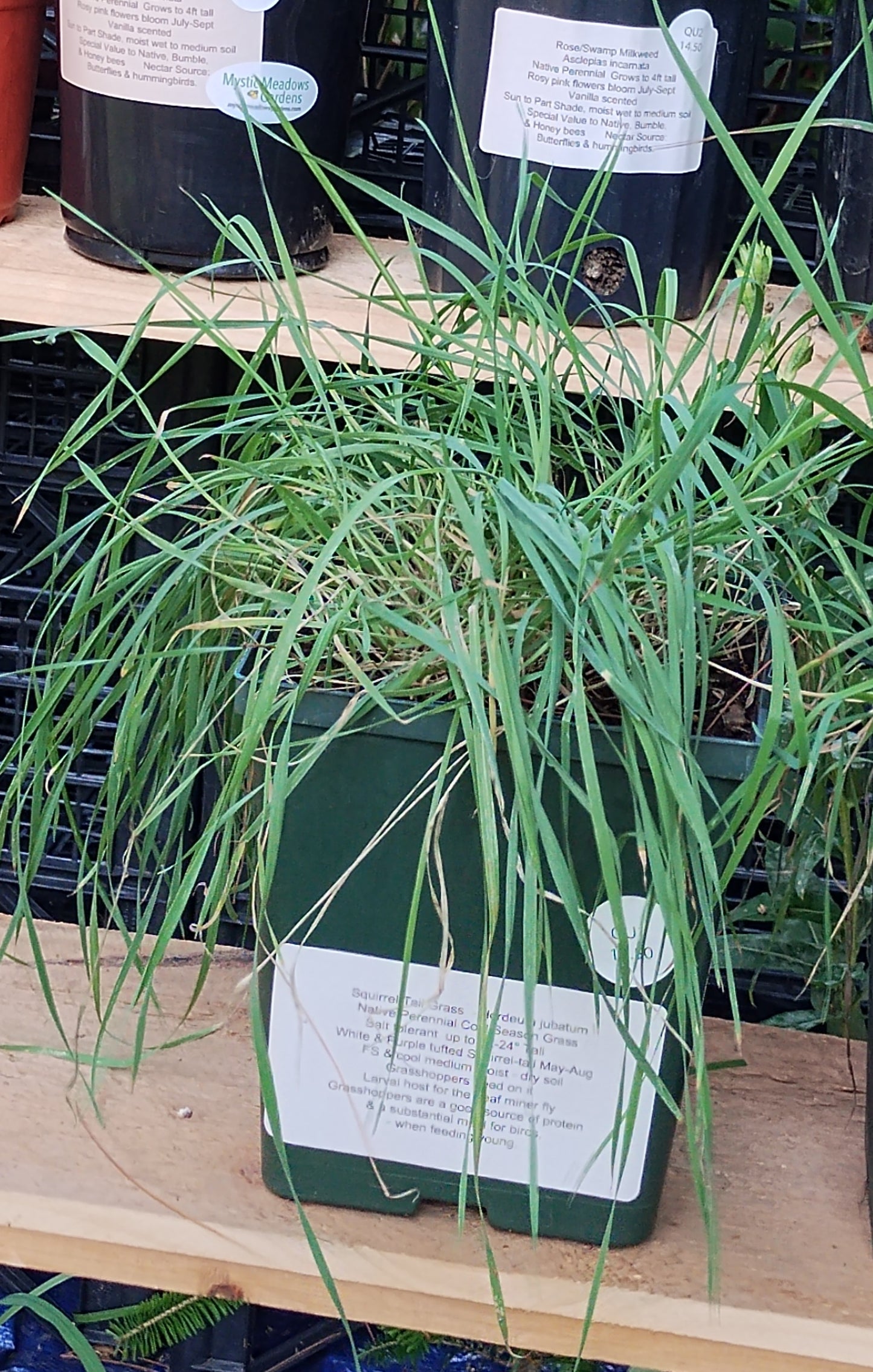 Squirrel-tail Grass / Fox-tail barley- Hordeum jubatum