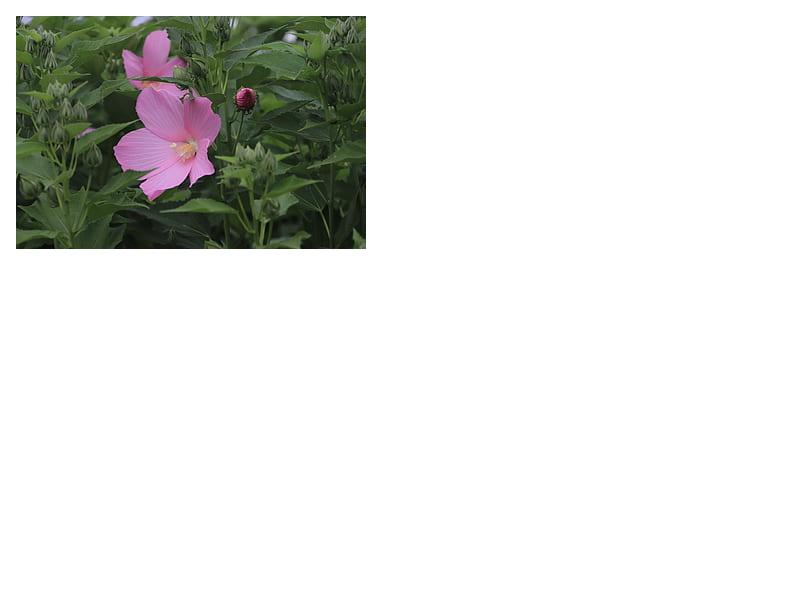Swamp Rose Mallow - Hibiscus moscheutos