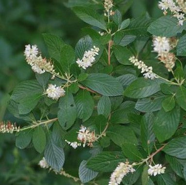 Sweet Pepperbush - Clethra alnifolia