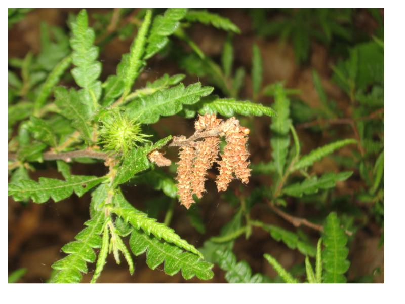 Sweet Fern - Comptonia peregrina