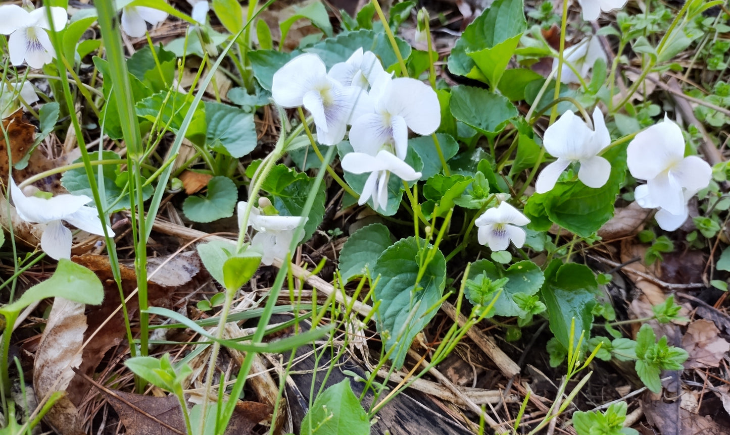 Sweet white violet (Viola blanda)