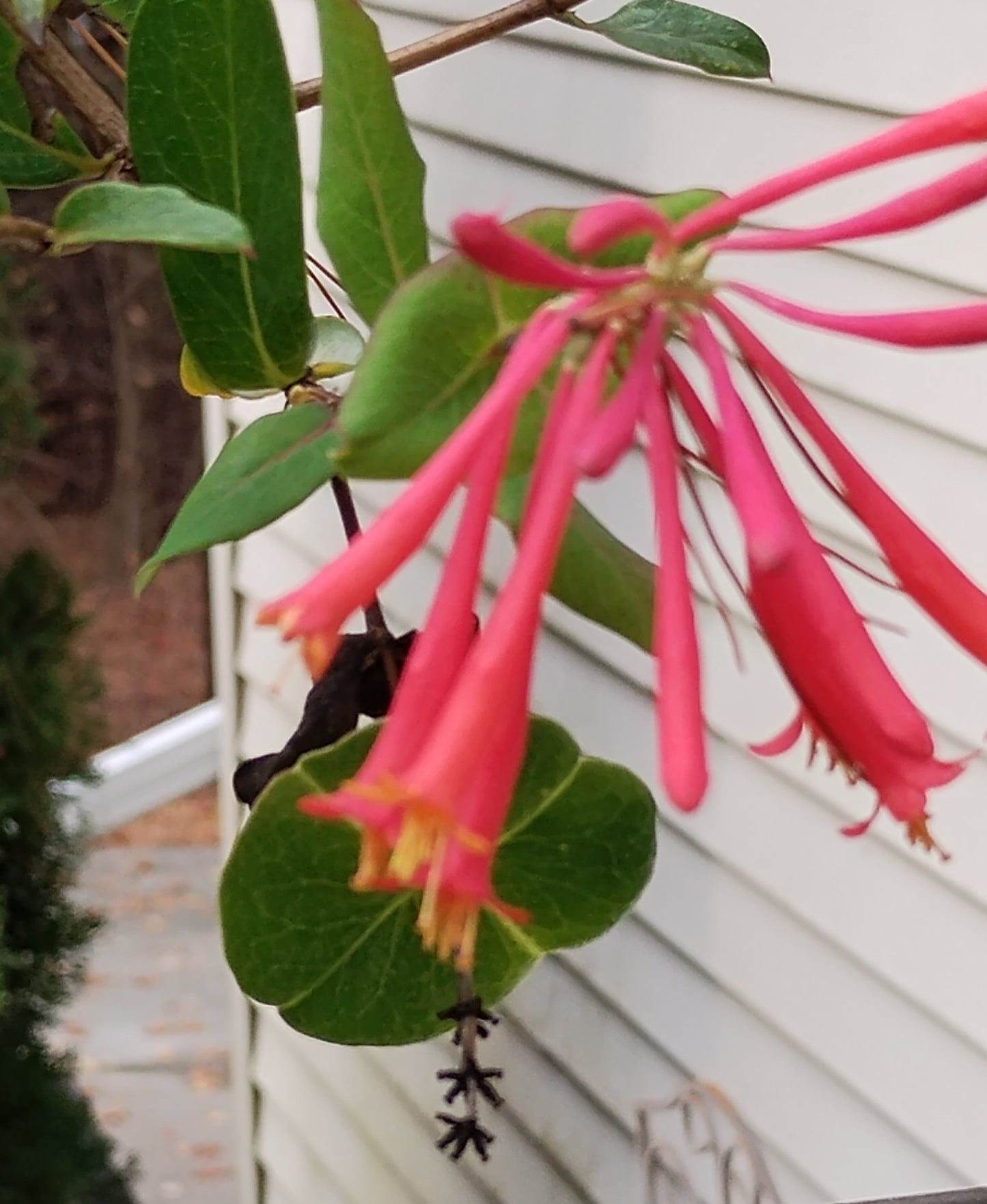 Trumpet honeysuckle - Lonicera sempervirens (Coming Soon)