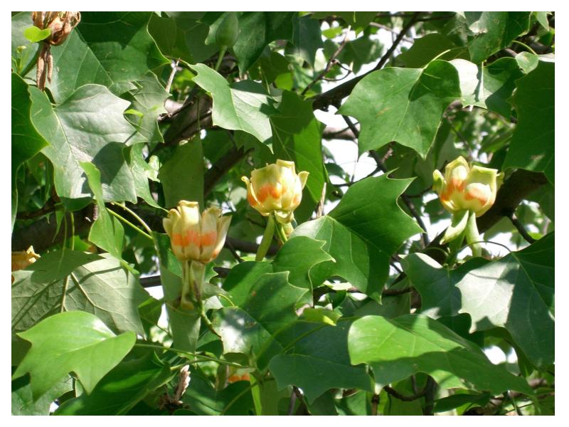 Tulip Tree (Liriodendron tulipifera) Fall 2025