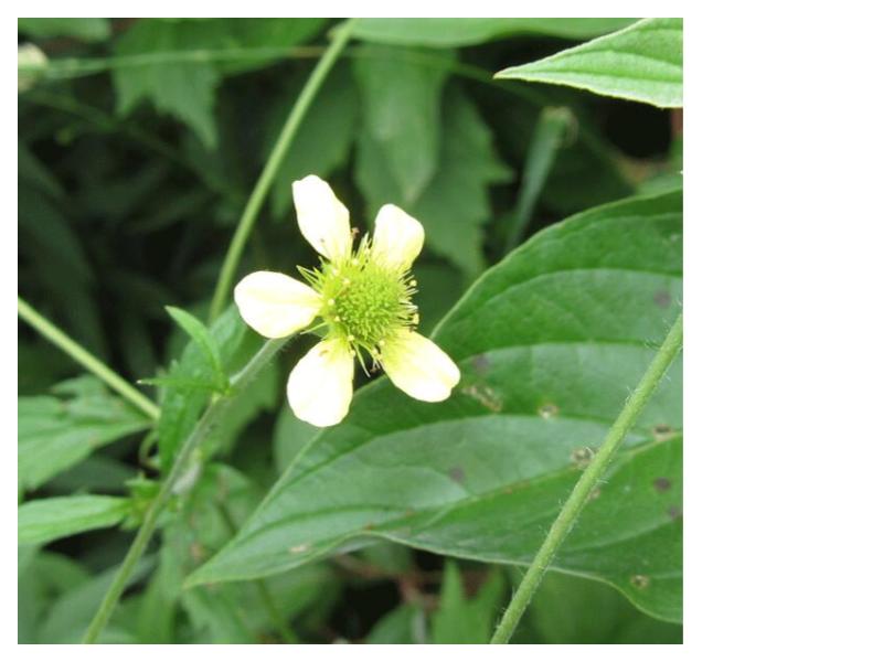 White Avens - Geum canadense