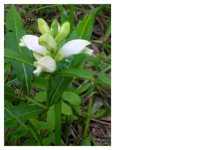White Turtlehead - Chelone glabra