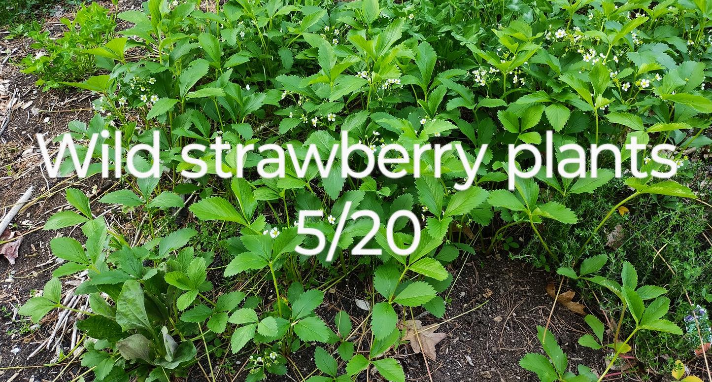 Wild/Common strawberry - Fragaria virginiana