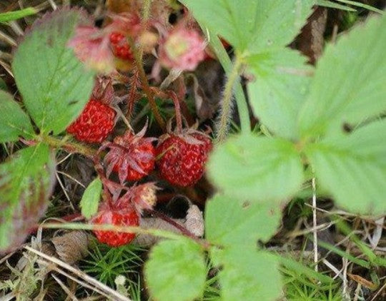 Wild/Common strawberry - Fragaria virginiana