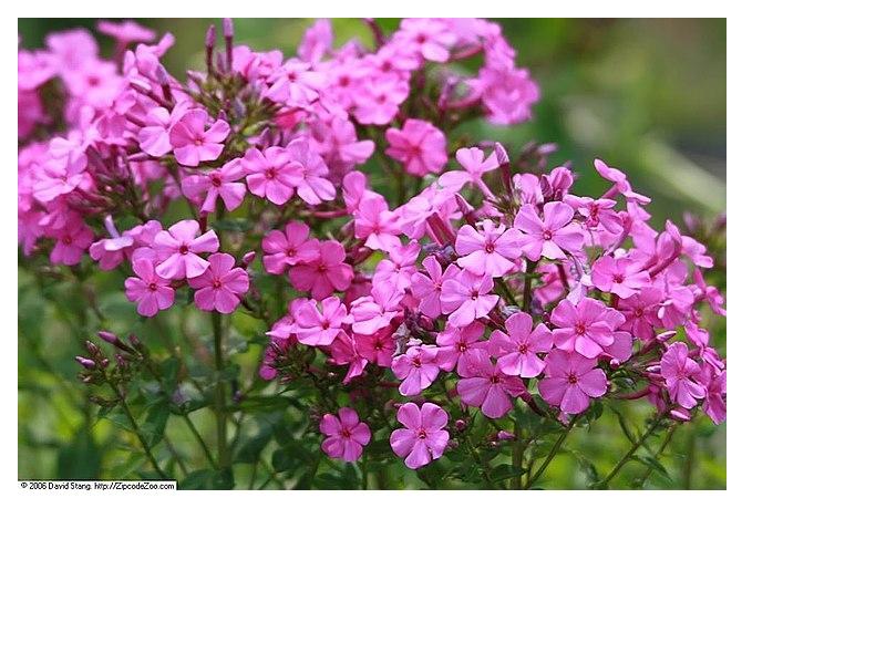 Wild Sweet William- Phlox maculata