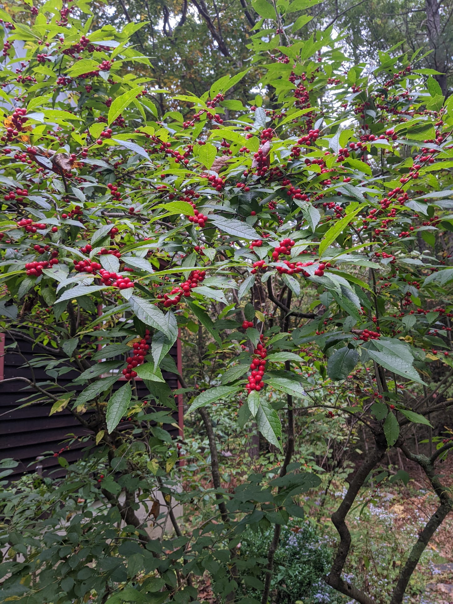 Common Winterberry (Ilex verticillata)