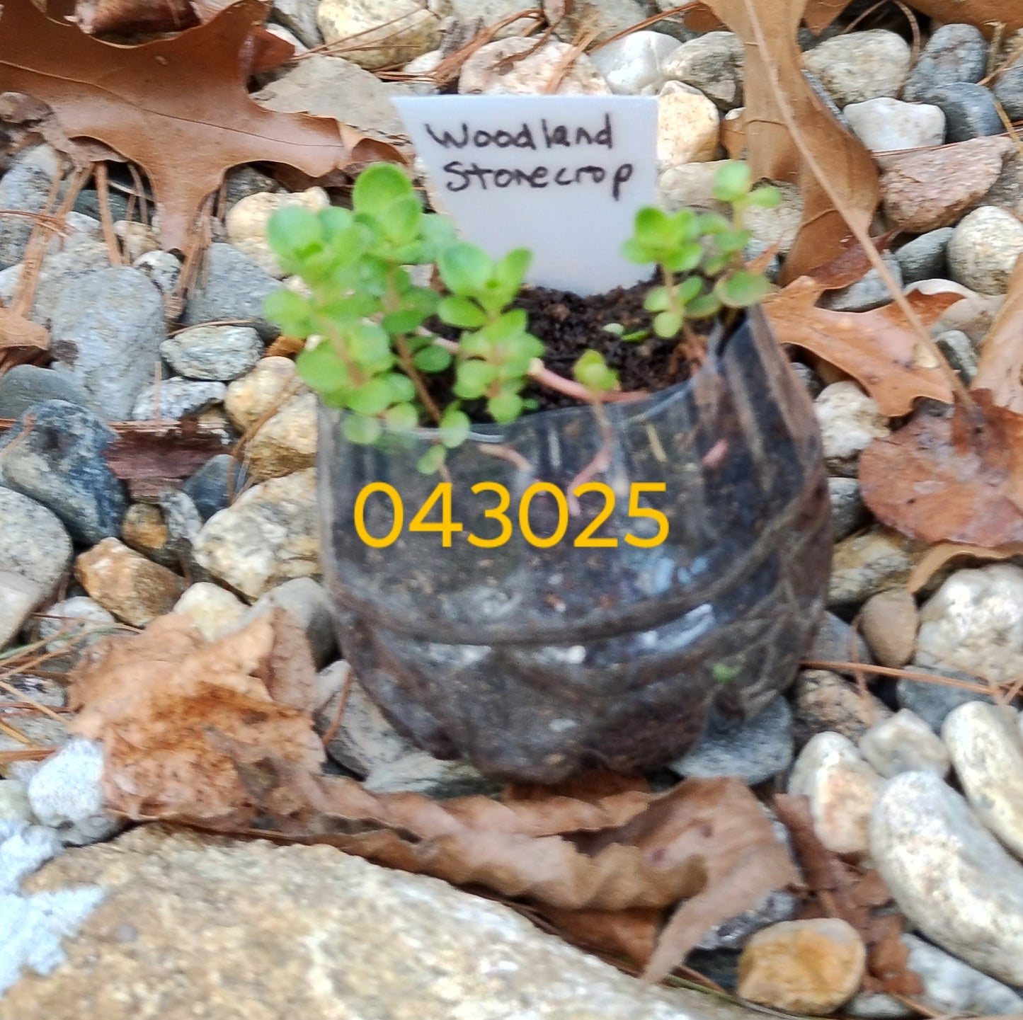 Woodland Stonecrop (Sedum ternatum)