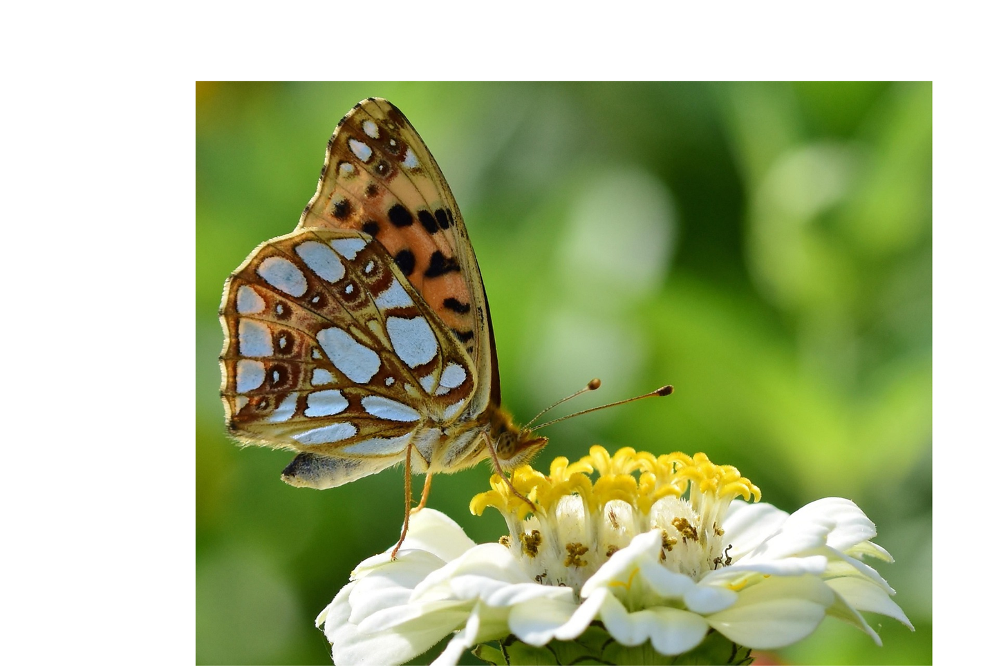 Zinnia elegans