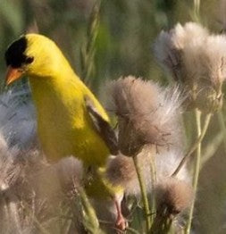 Gardening for Gold Finches
