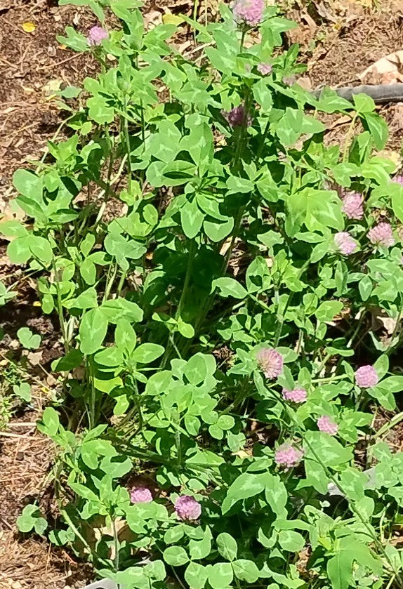 Ground Cover Plants