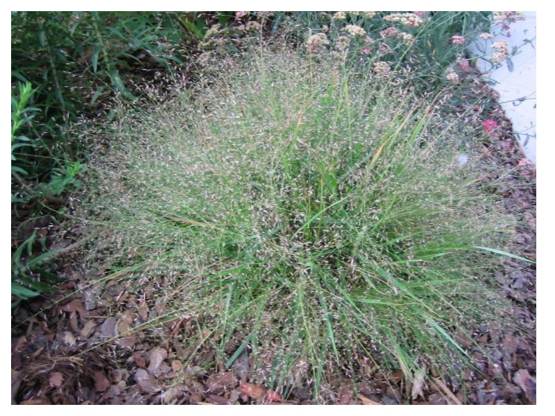Dry Sandy Soil with full sun- preferred by these plants