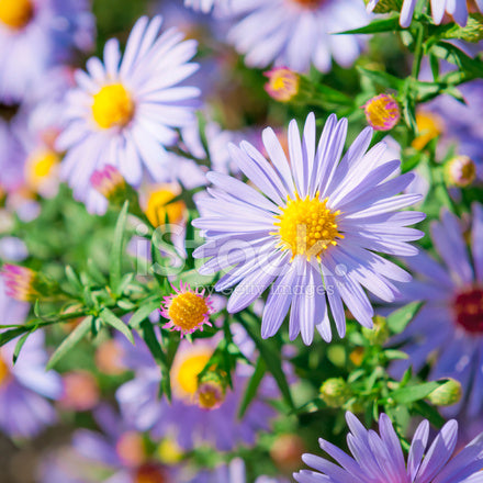 New England Aster - Symphyotrichum novae-angliae