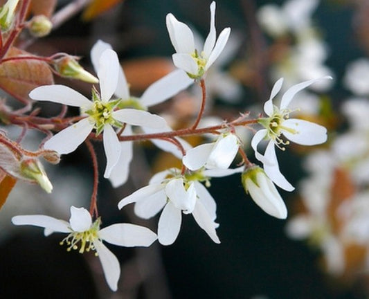 Alleghany / Smooth Serviceberry- Amelanchier laevis