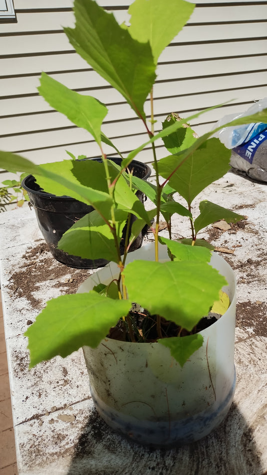 American Sycamore - Platanus occidentalis  (1st year plant available Fall 2025)