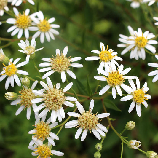 Tall Flat Topped White Aster- Doellingeria umbellata