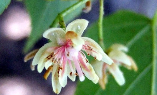 Basswood / Linden -Tilia americana  "Bee Tree"