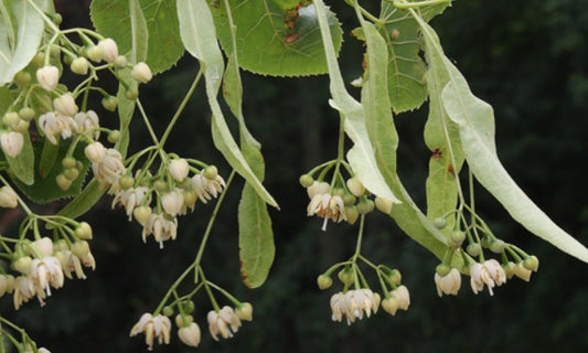 Basswood / Linden -Tilia americana  "Bee Tree"