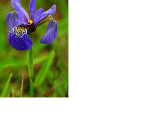 Blue Flag Iris - Iris Versicolor Spring 2026