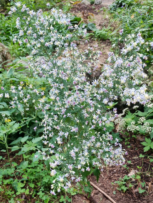 Blue Wood Aster / Heart Leaved Aster - Symphyotrichum cordifolium