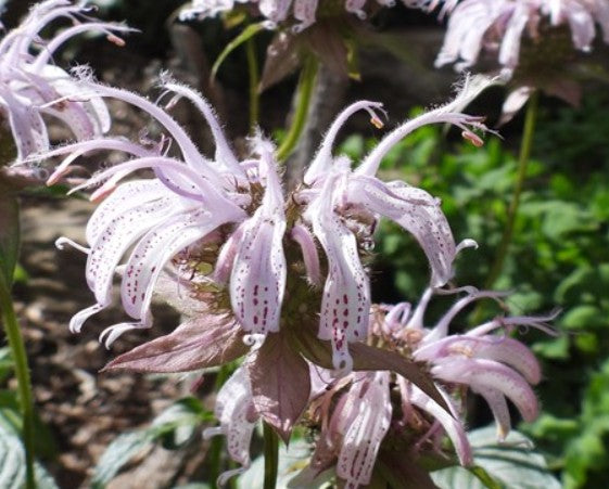 Bradbury's Monarda (Monarda bradburiana)